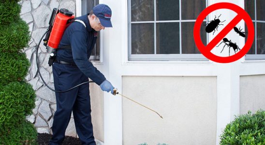 Çamlıhemşin Kene İlaçlama böcek ilaçlama ve haşere kontrolü — ilaclama-tr.com